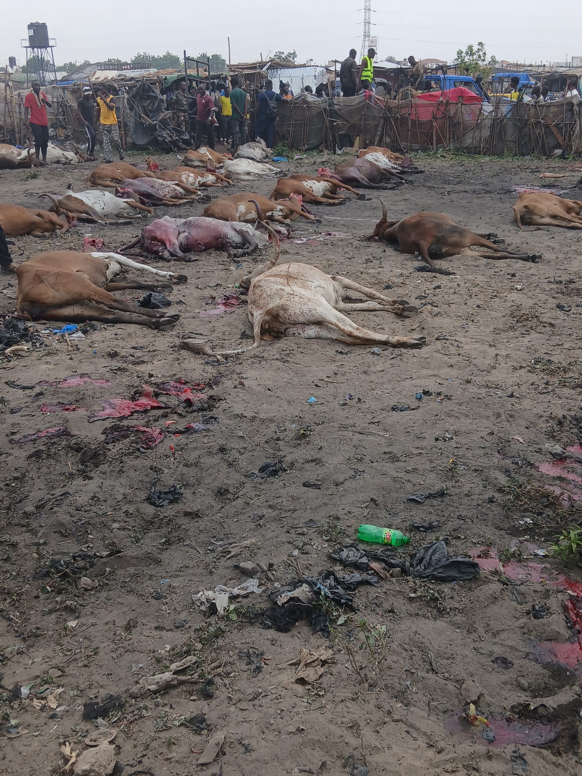 Distribution des bœufs.